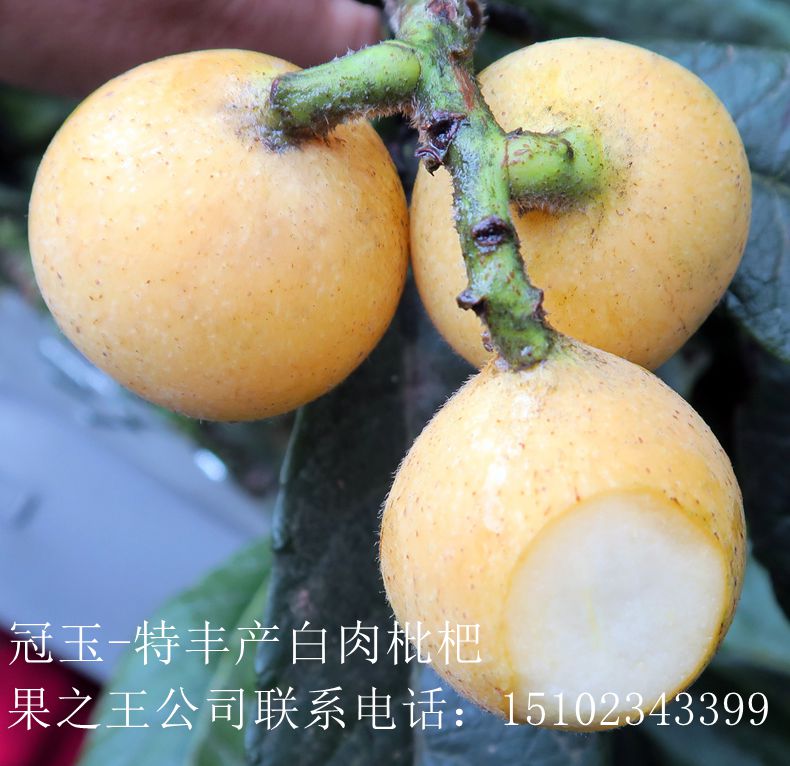 冠玉枇杷(石鱼)2017广7好.jpg