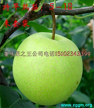 特早熟梨 翠玉1.jpg