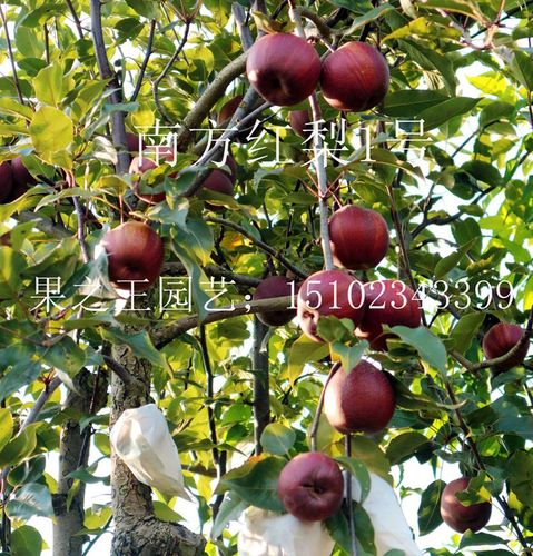 南方红梨1号)六月红2018广1.JPG