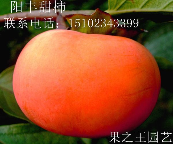 甜柿-阳丰09广1.JPG