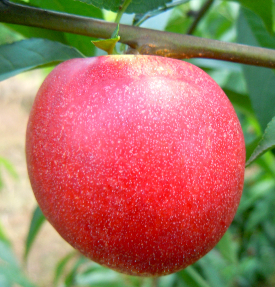 5-10油桃2012广2.jpg