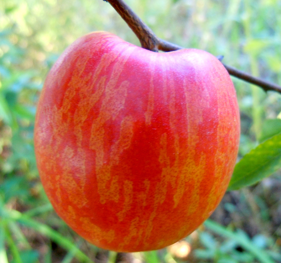 5-10油桃2011广1.jpg