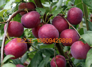 1595403566687046.jpg 澳得罗达2018广15-1 拷贝.jpg