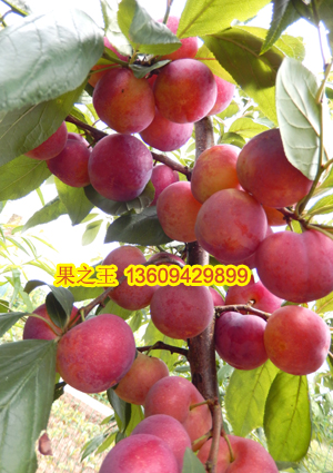 1595403595380103.jpg 澳得罗达李2015广29 拷贝.jpg