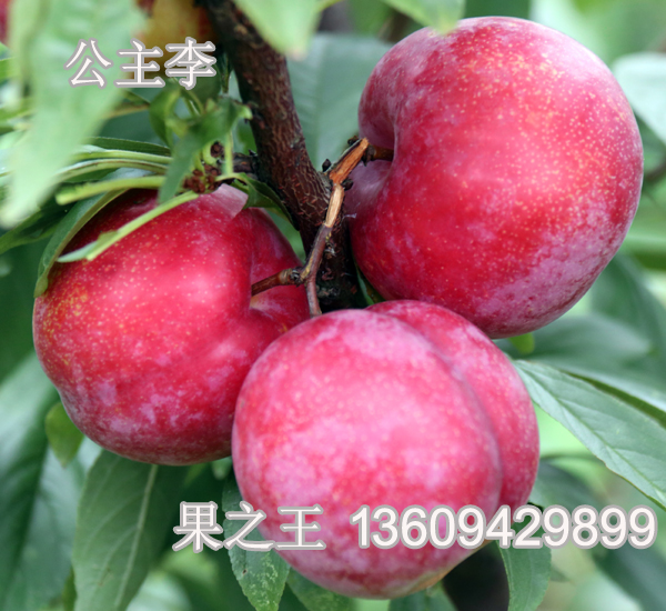 1595404847668158.jpg 公主李2018广9 拷贝.jpg