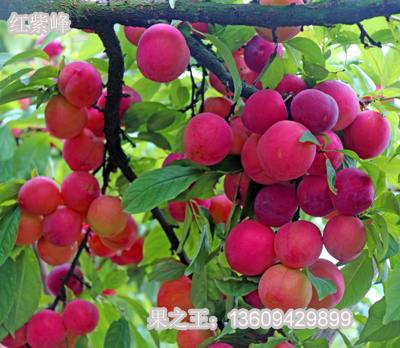 1595405887566505.jpg 红紫峰2018广1-2 拷贝.jpg
