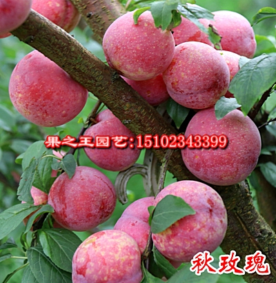 1595466252692475.jpg
