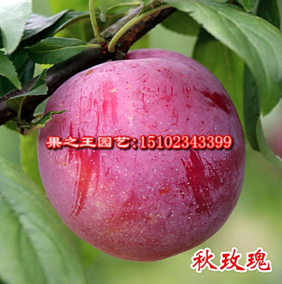1595466254378488.jpg