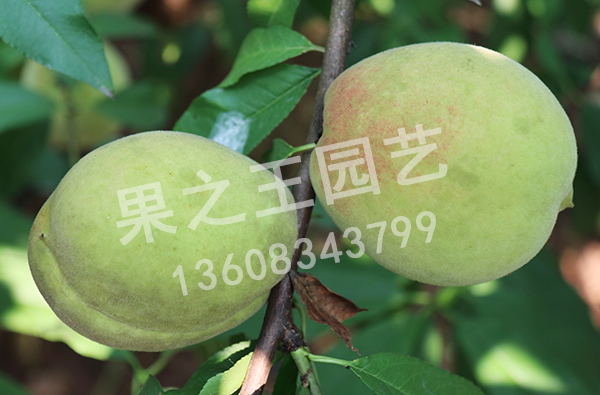 1595470115525554.jpg