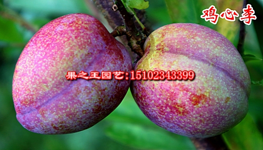 1595473455626999.jpg 鸡心李(松阳桃李)2018上传 (1).jpg