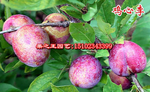 1595473714814588.jpg 鸡心李(松阳桃李)2018上传 (2).jpg