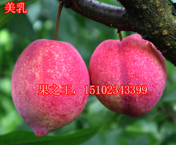 1595485465215300.jpg
