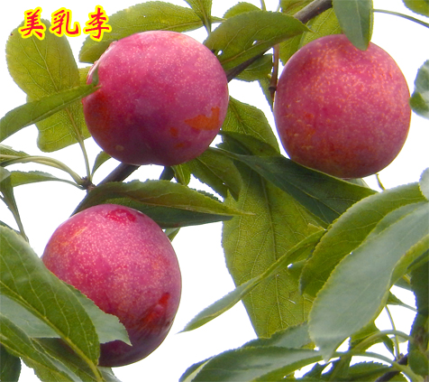 1595485506804848.jpg 美乳李2015上传3.jpg