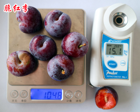 1595486025633378.jpg 脆红李2018广21好 拷贝.jpg