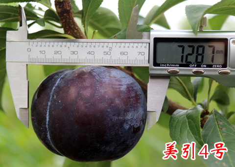 1595486839826622.jpg 美李4号2018上传 (2).jpg