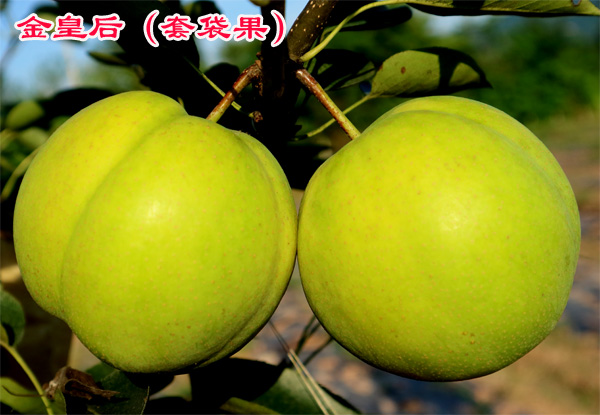 1595487800602526.jpg 金皇后梨2018上传4(套袋果).JPG