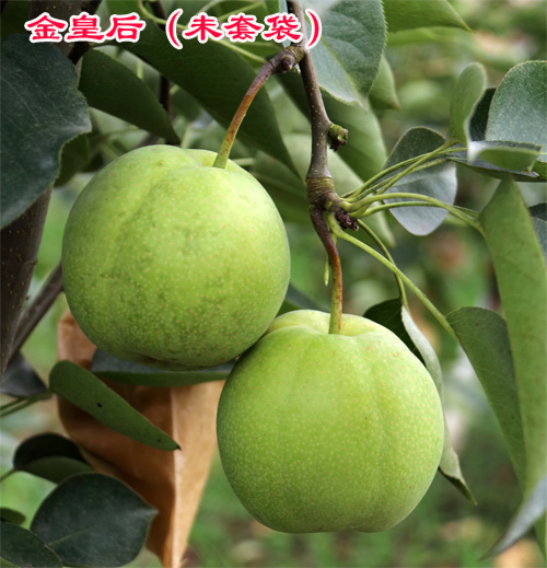 1595487842526426.jpg 金皇后梨2018上传2.jpg