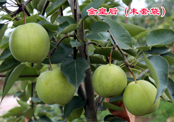 1595487863972640.jpg 金皇后梨2018上传1.JPG