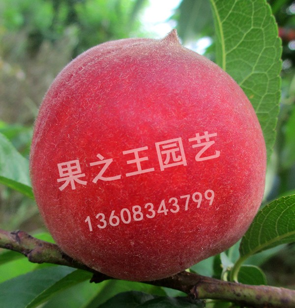 1595494987525747.jpg