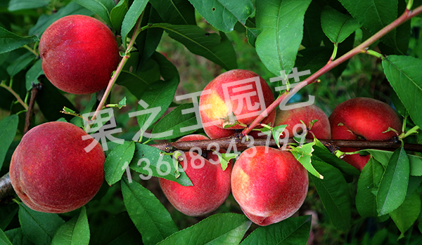 1595497844362866.jpg 夏至糖桃2018广13-2好.jpg