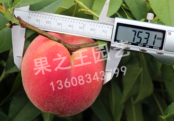 1595497862466734.jpg 夏至糖桃2018广10.jpg