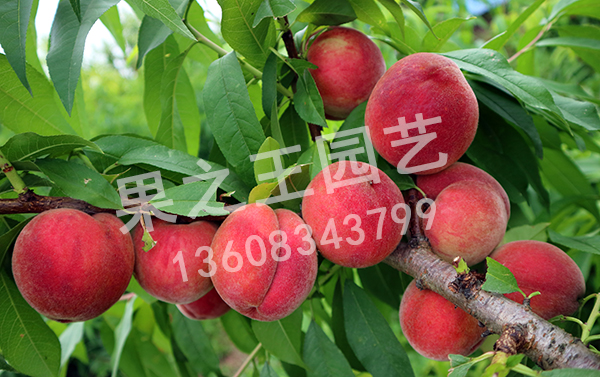 1595497881419053.jpg