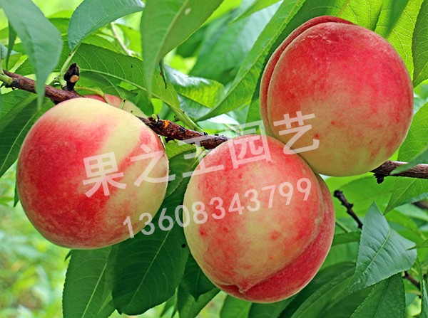 1595497882998173.jpg