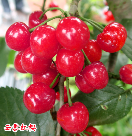 1595552990475664.jpg 云雾红樱2017上传14.jpg