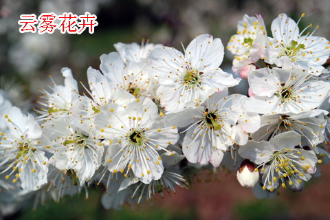 1595553033256981.jpg 云雾花卉2018广17-1.jpg