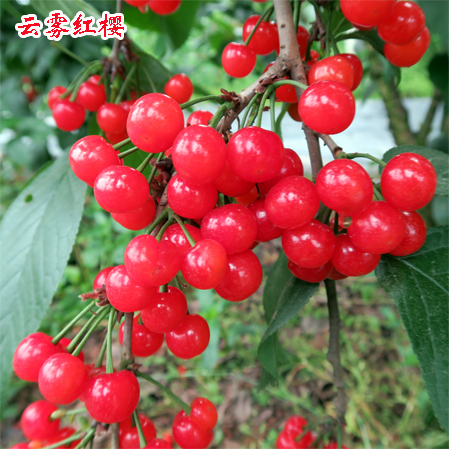 1595553050284234.jpg 云雾红樱2017上传7.jpg
