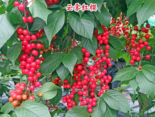 1595553086785809.jpg 云雾红樱2017上传15.jpg