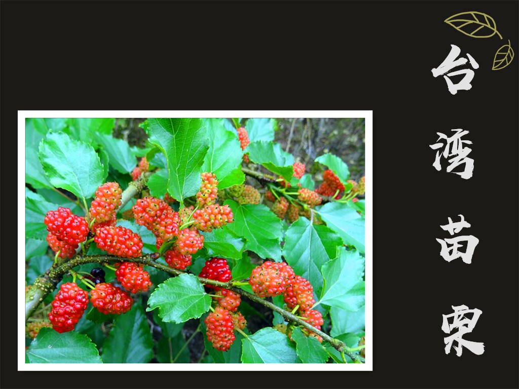 1595556095958576.jpg 台湾苗栗2016广05-2_副本02.jpg