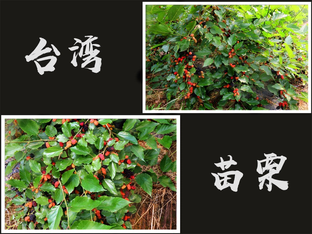 1595556108863384.jpg 台湾苗栗2016广05-2_副本_副本.jpg