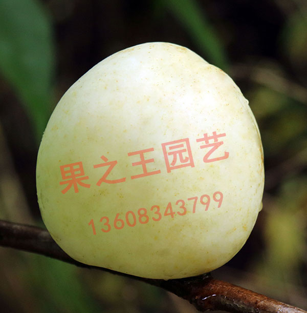 1595584351978656.jpg