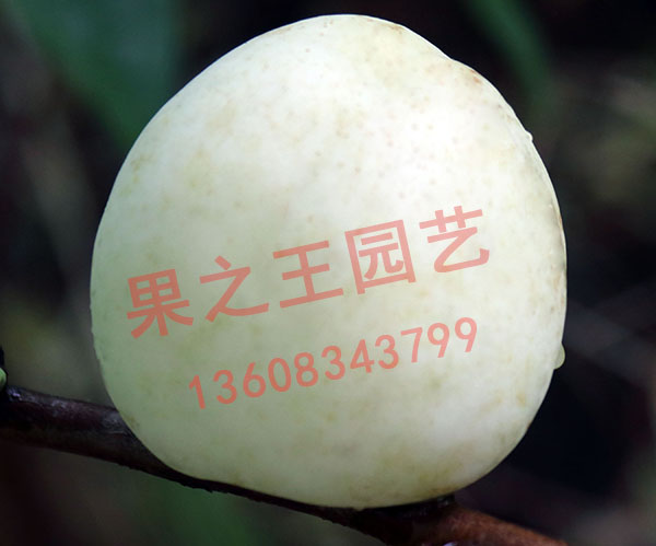 1595584352290867.jpg