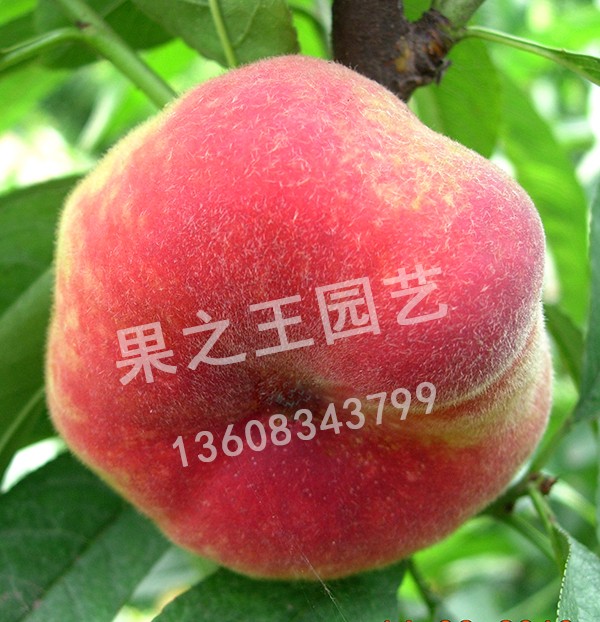 1595584694786762.jpg