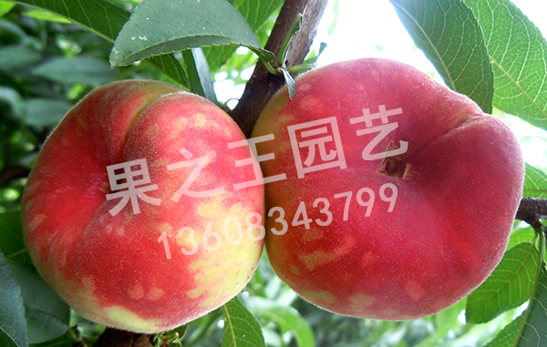 1595584695722131.jpg