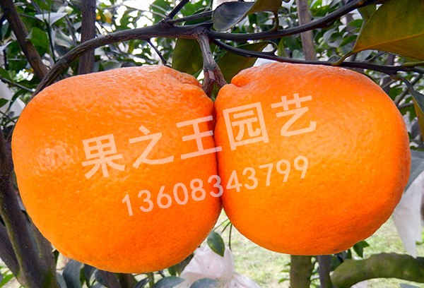 1595647435152379.jpg