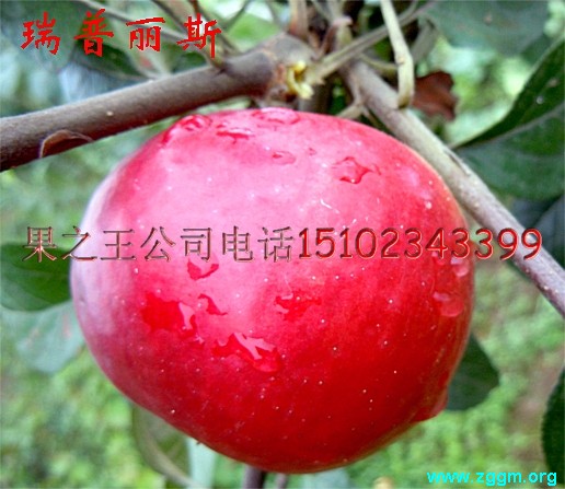 瑞普丽斯(六月红)2.jpg