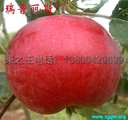 瑞普丽斯(六月红)1.jpg
