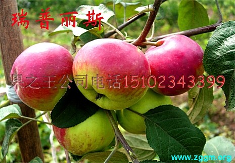 瑞普丽斯(六月红)3.jpg
