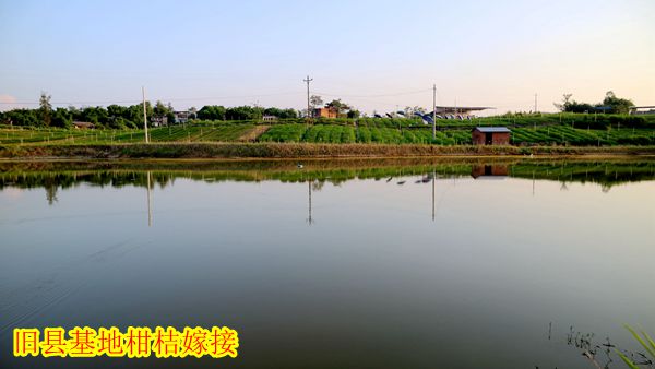 1601558322829129.jpg 旧县基地柑桔嫁接20190801 (8)_副本_副本.jpg