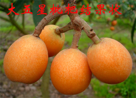 1601559578351717.jpg 大五星09新选上传1.jpg