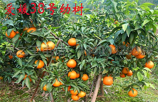 1601946061894980.jpg 爱媛38号2012上传5.jpg