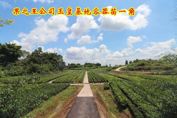 1602124779643781.jpg 玉皇基地容器苗20190711上传2.JPG