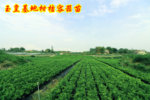 1603239195318649.jpg 玉皇基地柑桔容器苗20180923广18-1好 拷贝.jpg