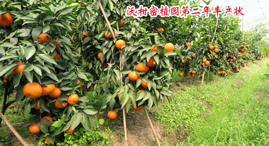 1603239382222259.jpg 沃柑2016上传36.jpg