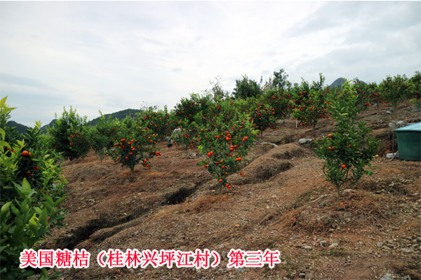 1603241995890760.jpg 美国糖桔桂林兴坪2017上传19.jpg