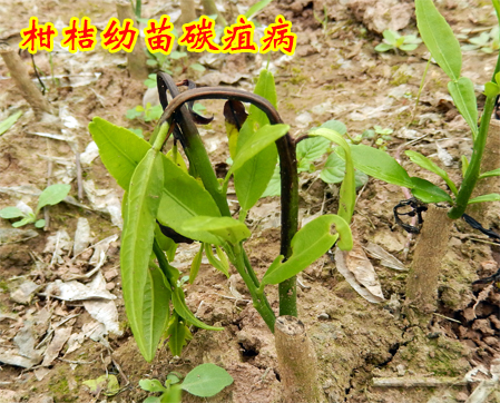 1609145467820760.jpg 柑桔幼苗碳疽病2014上传2.jpg