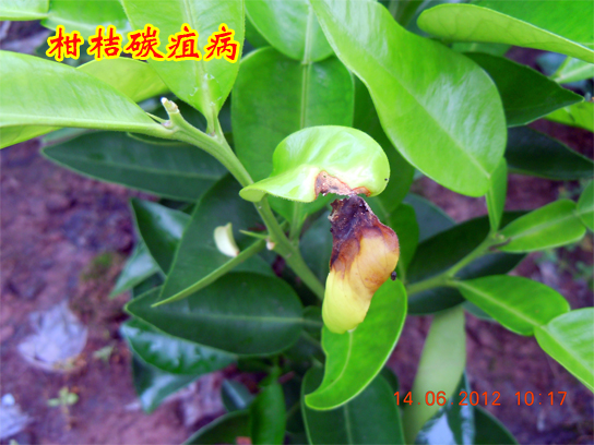 1609145514926948.jpg 柑桔碳疽病2014上传2-1.jpg